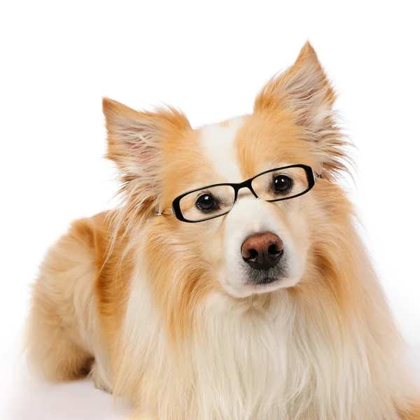Border Collie with glasses — Stock Photo, Image