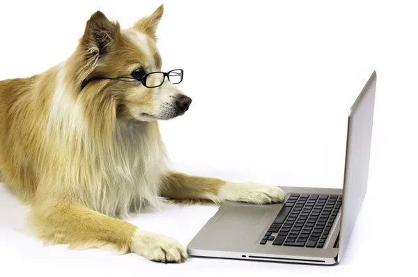 Σκυλί που εργάζονται σε ένα φορητό υπολογιστή — Φωτογραφία Αρχείου
