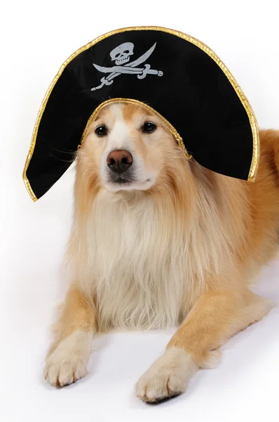 Pes oblečený jako pirát — Stock fotografie