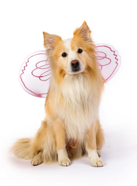 Border Collie dressed as a fairy — Stock Photo, Image