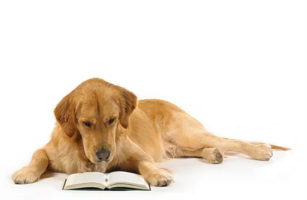 Golden retriever ler um livro — Fotografia de Stock