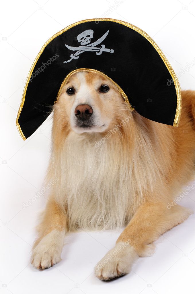 Dog dressed as a pirate