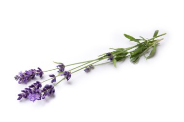 Lavender clipart