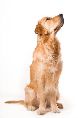 Golden Retriever clipart