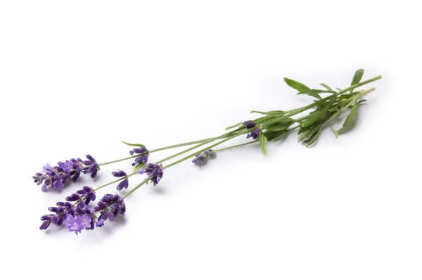 Lavanda — Fotografia de Stock