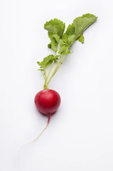 stock image Red Radish