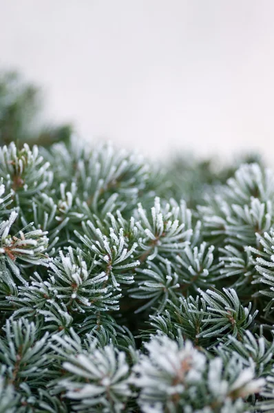 Green pine tree — Stock Photo, Image