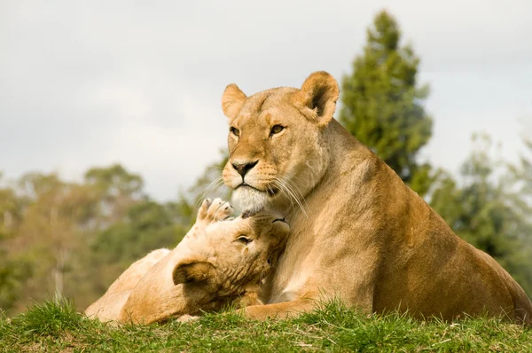 stock image Lion outdoor