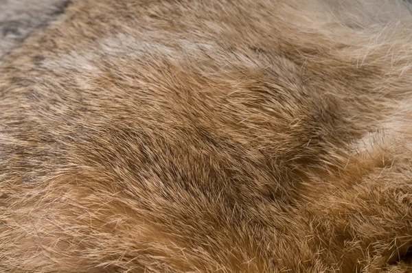 stock image Fur Background