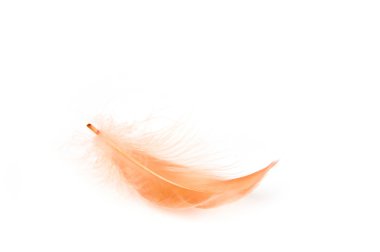 Red feather clipart