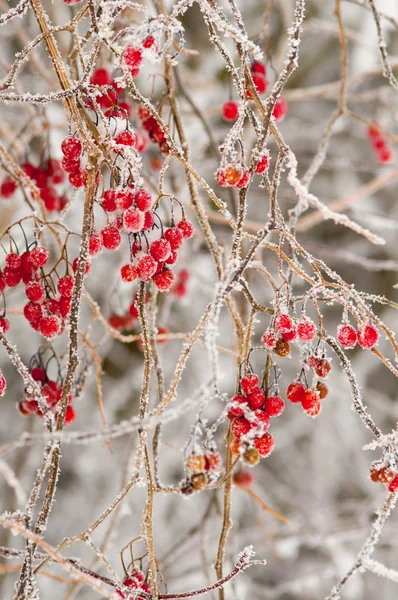 Röda bär på vintern — Stockfoto