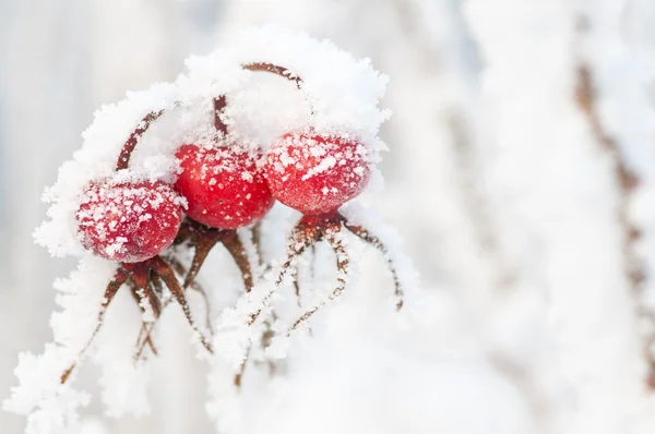 Τριανταφυλλιά το χειμώνα — Φωτογραφία Αρχείου