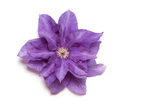 Purple clematis — Stock Photo, Image