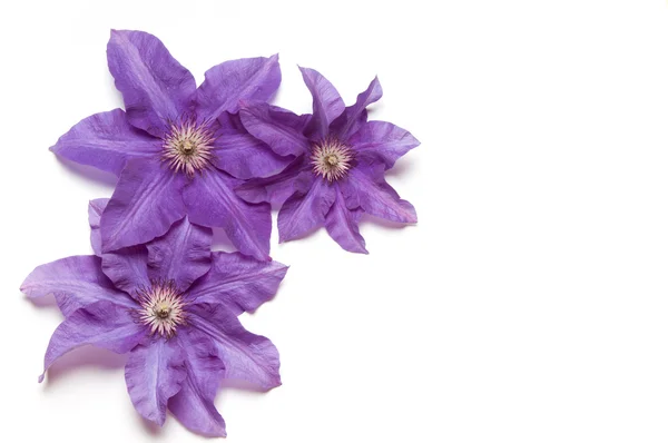 Purple clematis — Stock Photo, Image