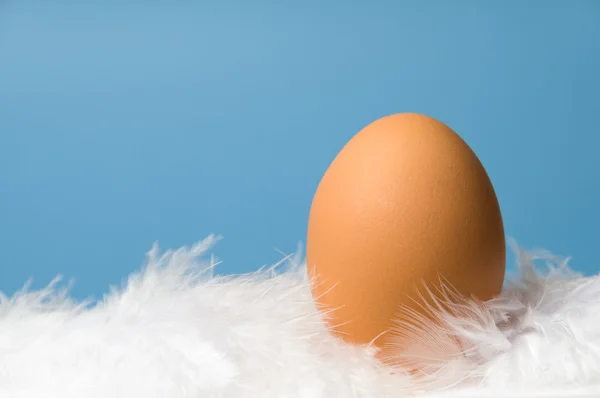 Одно коричневое яйцо на синем фоне — стоковое фото