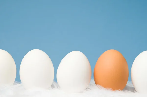 흰색 계란과 파란색 배경으로 행에서 한 갈색 달걀 — 스톡 사진