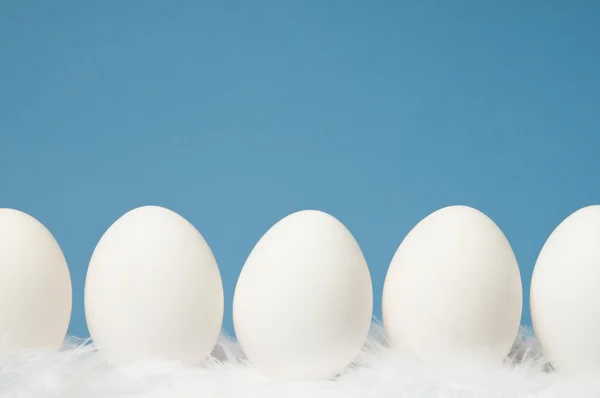 Ovos brancos em uma fileira com fundo azul — Fotografia de Stock