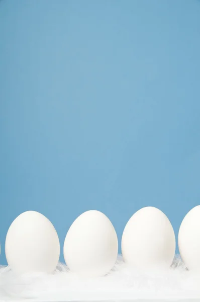 Huevos blancos en fila con fondo azul —  Fotos de Stock