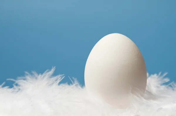 Одно белое яйцо на синем фоне — стоковое фото
