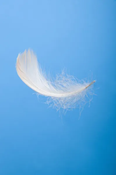 stock image White feather in the blue sky