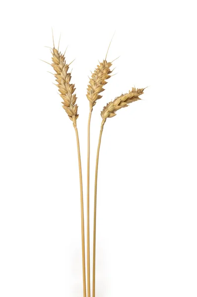 Three stands of wheat — Stock Photo, Image