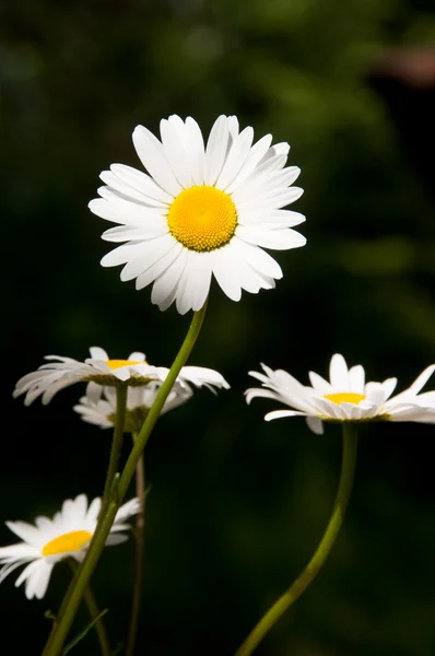 stock image Daisy flowers