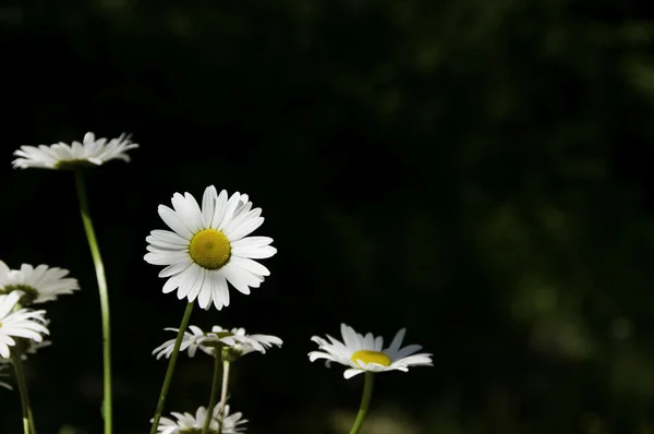 stock image Daisy flowers