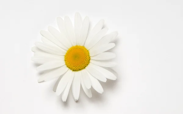 Daisy op witte achtergrond — Stockfoto