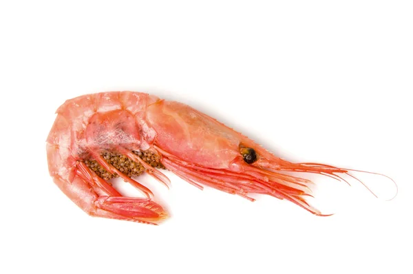 Shrimp prawn — Stock Photo, Image
