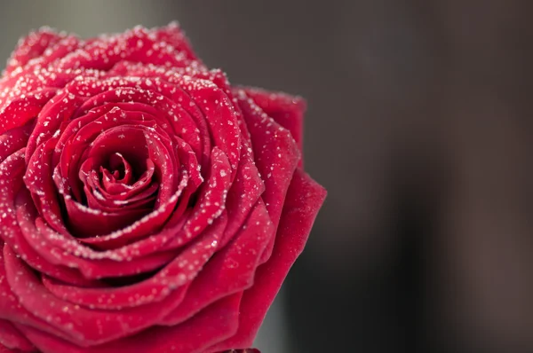Κόκκινο τριαντάφυλλο με χιόνι — Φωτογραφία Αρχείου