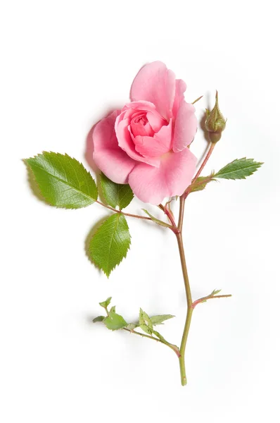 Pink rose — Stock Photo, Image