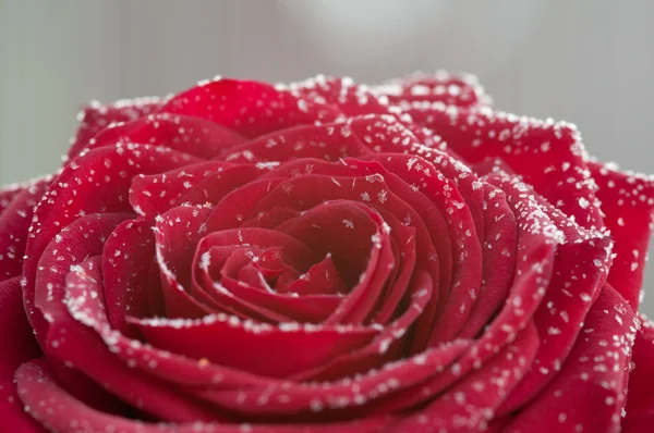 红色的玫瑰上结了雪 — 图库照片