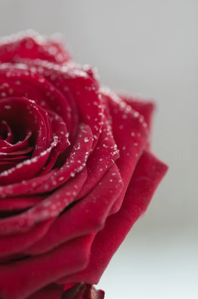 Vörös rózsa hóval — Stock Fotó