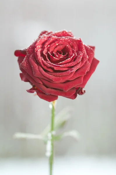 Vörös rózsa hóval — Stock Fotó