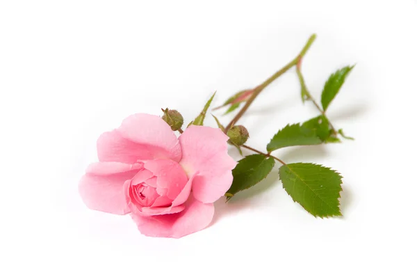 stock image Pink rose