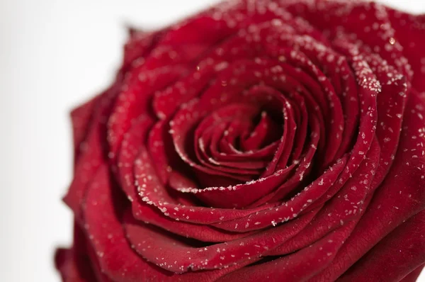 Czerwona róża ze śniegiem — Zdjęcie stockowe