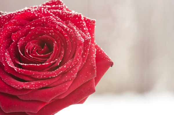 Rote Rose mit Schnee — Stockfoto