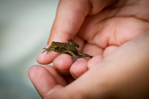 stock image Hands holding a frog