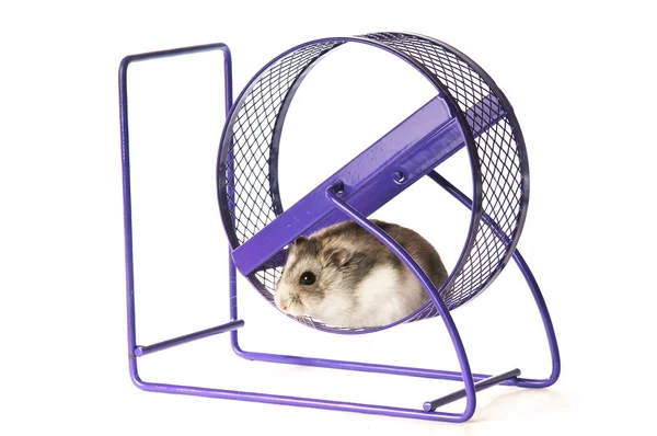 Hamster em uma roda de hamster — Fotografia de Stock