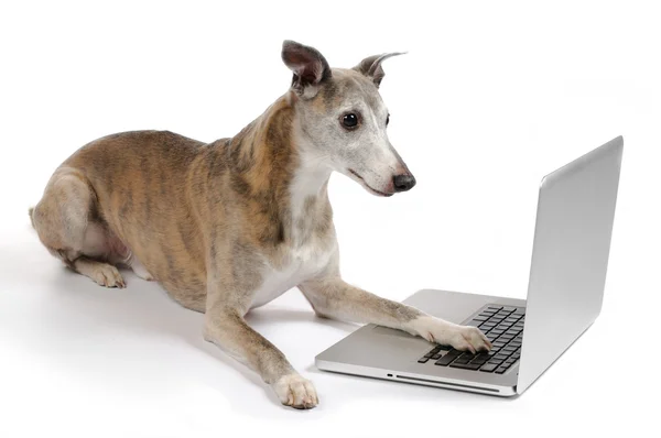 Dog working on laptop — Stock Photo, Image