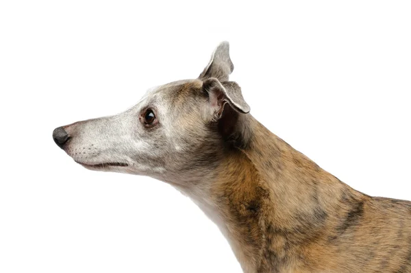 Listening dog — Stock Photo, Image