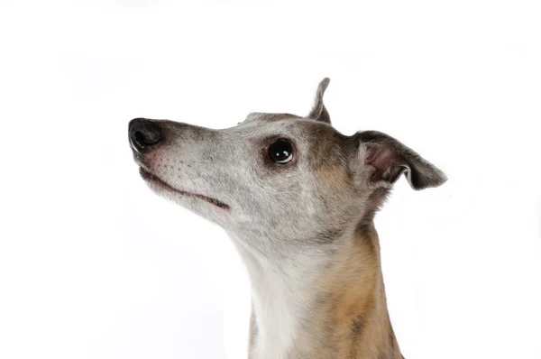 Listening dog — Stock Photo, Image