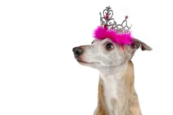 Whippet with crown — Stock Photo, Image