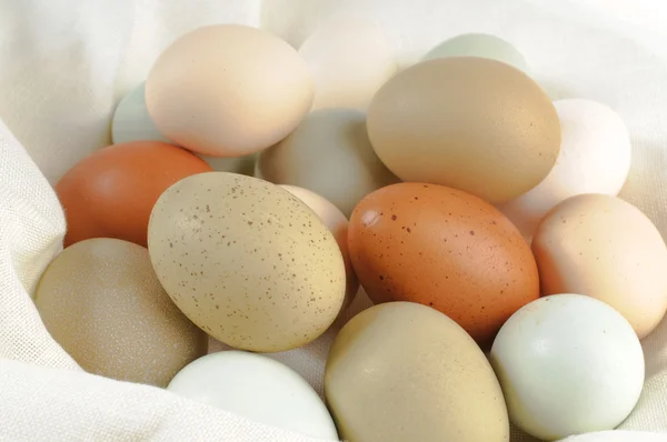 멀티 컬러 치킨 계란 — 스톡 사진