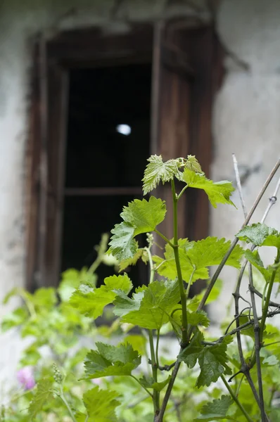Yakın çekim yaşlı pencere yakınındaki üzüm yaprağı — Stok fotoğraf