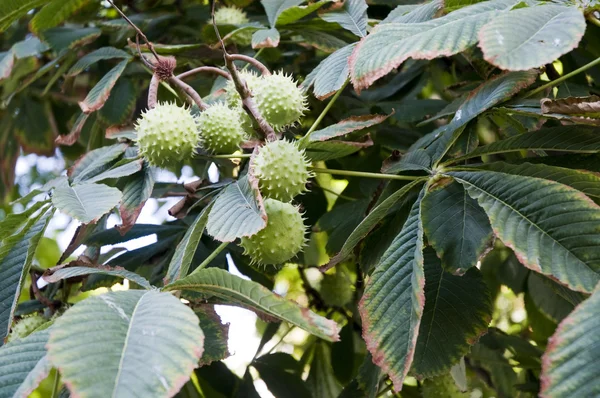 stock image The horse chestnut tree