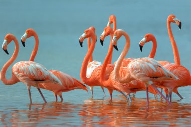 Flamingos clipart