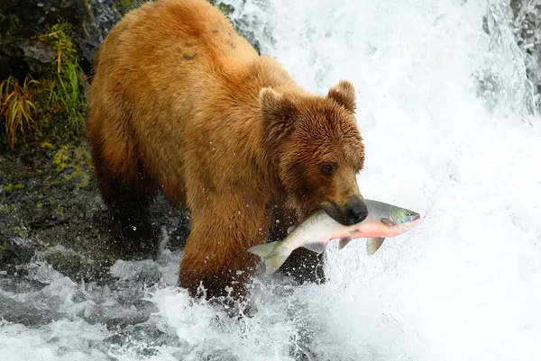 stock image Brown bear