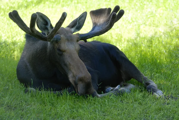 Alaska Moose — Stockfoto