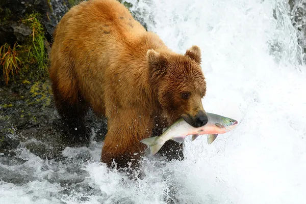 棕熊 免版税图库照片